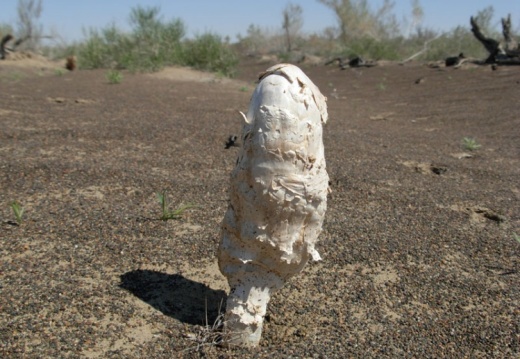 穿越沙漠---沙漠蘑菇
