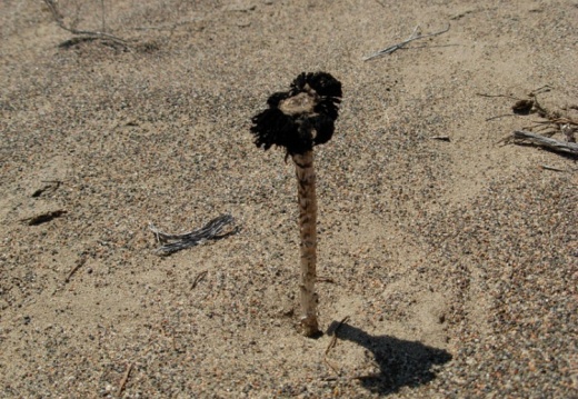 穿越沙漠---沙漠蘑菇