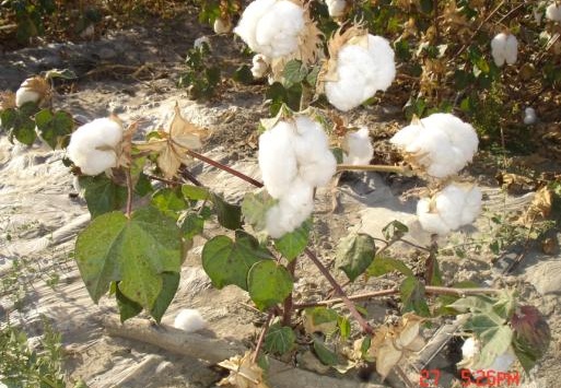 我回新疆了,这是150团22连的棉花.