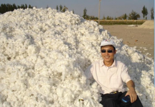我回新疆了,这是150团22连的棉花.