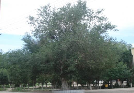 学校的老榆树