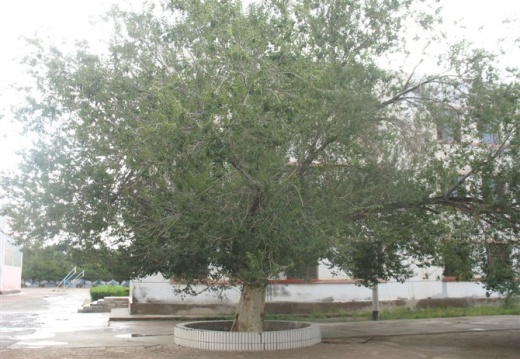 我校地百年老榆树